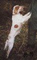 Setter Anglais DAISY DE BÉHIGO Setter Anglais DAISY DE BÉHIGO